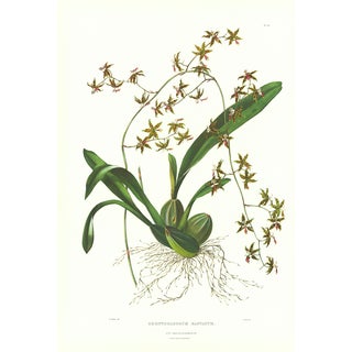Large 1973 Orchid Flower Lithograph "Odontoglossum Bastatum" (Halbert-Lipped Odontoglossum)After James Bateman For Sale
