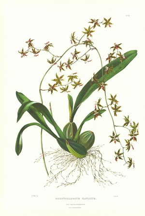 Large 1973 Orchid Flower Lithograph "Odontoglossum Bastatum" (Halbert-Lipped Odontoglossum)After James Bateman