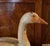 Antique carved wood & paint decorated snow goose waterfowl bird decoy circa 1920. Features include orange red beak, glass...
