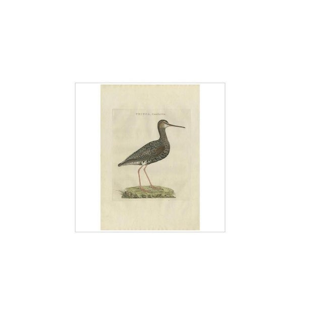 Antique print titled 'tringa, gambetta'. The spotted redshank (tringa erythropus) is a wader (shorebird) in the large bird...