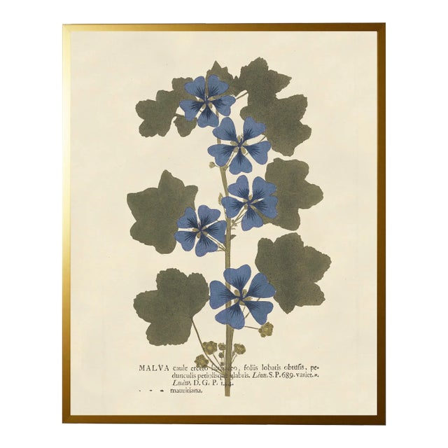 Blue Malva Print in Gold Shadowbox - 19" x 25" For Sale