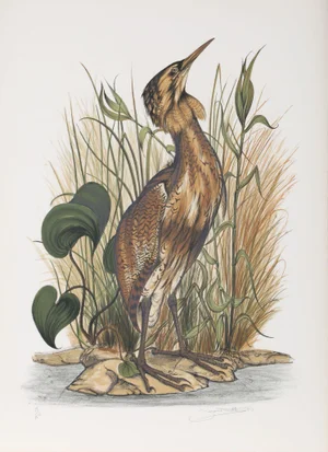 Jerome Trollier "Spangled Bittern" Lithograph