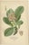 Creeping Sailor, London Pride and Thick-Leaved Saxifrage, 1897, Paper, Set of 3 For Sale - Image 4 of 6