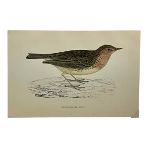 Antique Bird Print From England Showcasing a Red-Throated Pipit - Circa 1888