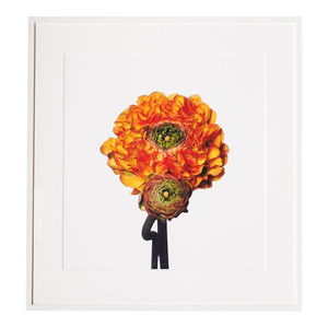 Pom Pom Ranunculus, Framed Photograph, 30 x 32