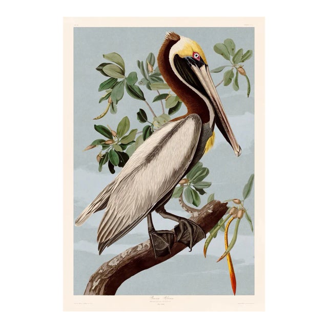 Brown Pelican After Audubon With Blue Sky Giclee Print From CFA Editions For Sale