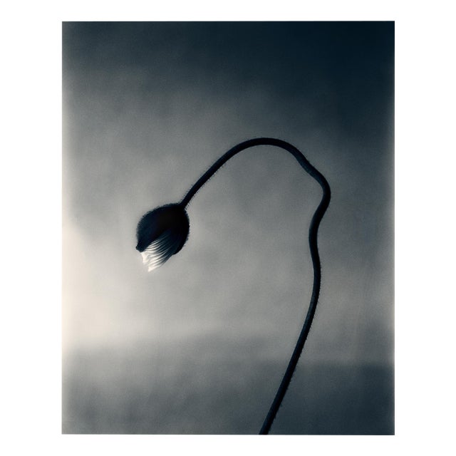 Ugne Pouwell, Poppy Bud, 2024, Photography For Sale
