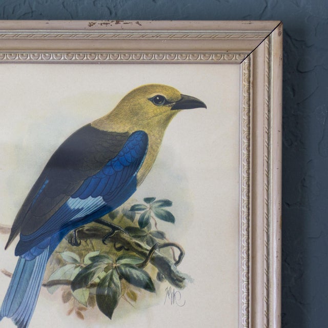 Ornithological Bird Print Bluebellied Roller by Johannes Gerardus Keulemans For Sale - Image 9 of 9