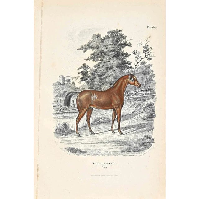 English Horse is an original lithograph on ivory-colored paper, realized by Paul Gervais (1816-1879). The artwork is from...