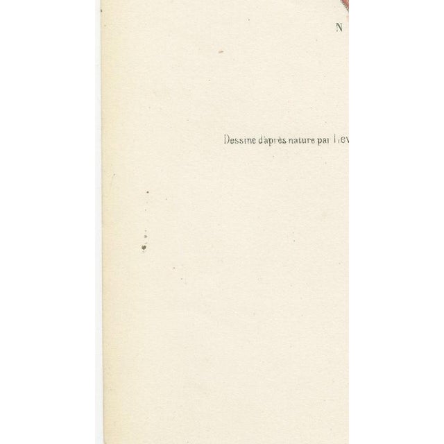 Gold Hirschfeld and Leveille, Sympathetic Chain and Vagus in the Thorax, 1866, Paper For Sale - Image 8 of 12