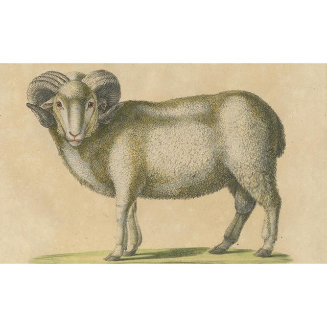 Early 19th Century Brodtmann, Spanish Sheep, Ewe, Lamb & Ram, Lithograph, 1816 For Sale - Image 5 of 9
