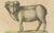 Early 19th Century Brodtmann, Spanish Sheep, Ewe, Lamb & Ram, Lithograph, 1816 For Sale - Image 5 of 9