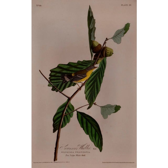 This is an original John James Audubon hand-colored folio sized lithograph entitled "Swainson's Warbler, Male, Sylvicola...