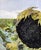 Oil Painting Seeds for the Future Harvest Varvarov Anatoly Viktorovich For Sale - Image 4 of 7