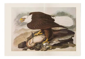 1966 Vintage Farmhouse Cottage XL Print "White-Headed Eagle" After John James Audubon