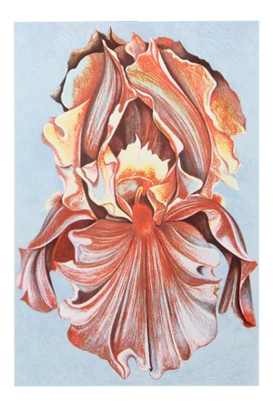 Lowell Blair Nesbitt, Pink Iris, Screenprint
