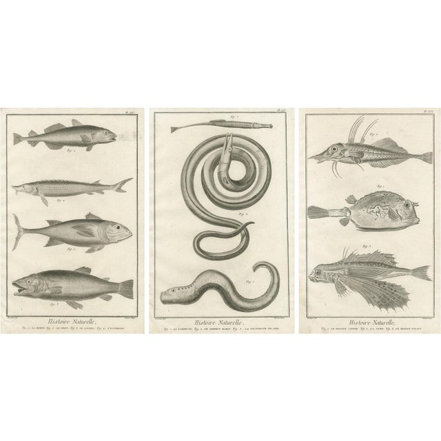 After François-Nicolas Martinet, Fish Illustrations, 1770, Engravings, Set of 3 For Sale
