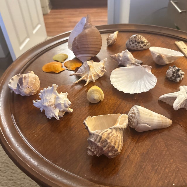 Curated Coastal Marine Specimen & Sea Shell Collection For Sale - Image 11 of 12