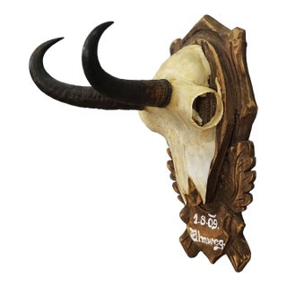 Vintage Large Chamois Trophy on Carved Plaque, Austria For Sale