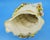 Antique Shell-Shaped Porcelain Centrepiece from C.G Schierholz & Sohn Manufactory of Plaue, Germany, 1800s For Sale - Image 13 of 18