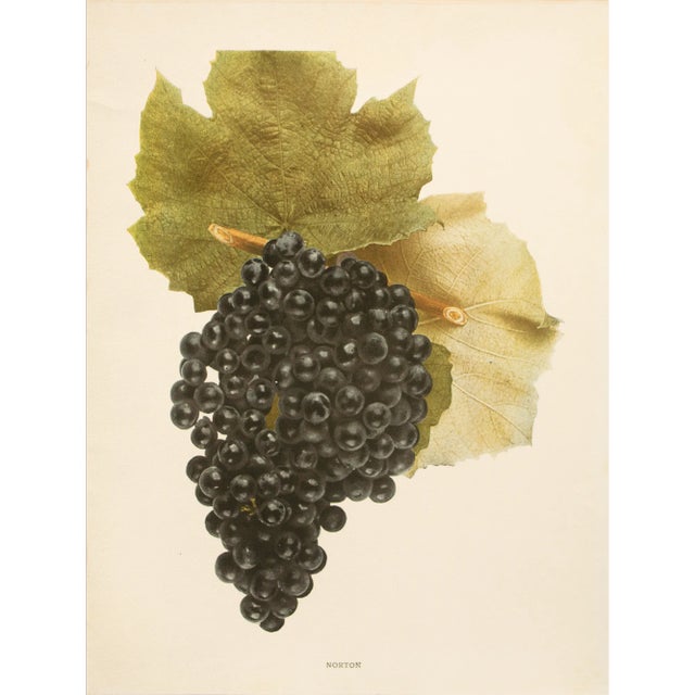 1900s U. P. Hedrick, Original Antique Photogravure of Norton Grapes For Sale