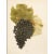 1900s U. P. Hedrick, Original Antique Photogravure of Norton Grapes For Sale