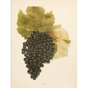 1900s U. P. Hedrick, Original Antique Photogravure of Norton Grapes