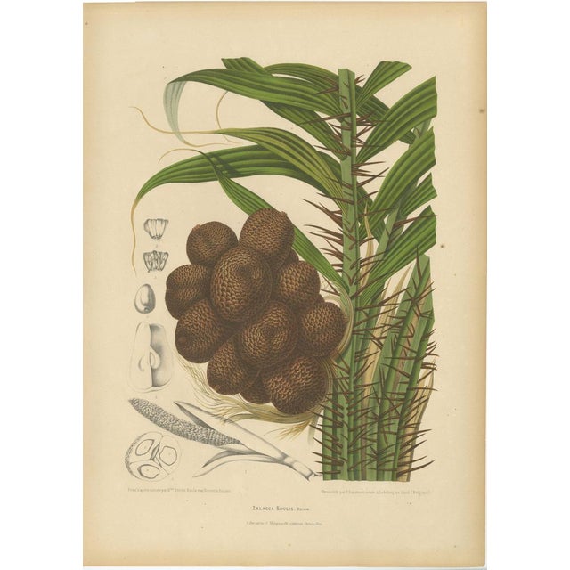 Hoola van Nooten, Salak Palm Botanical, 1880, Chromolithograph For Sale - Image 10 of 10