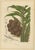 Hoola van Nooten, Salak Palm Botanical, 1880, Chromolithograph For Sale - Image 10 of 10