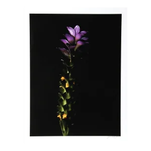 Green To Purple, Jonathan Singer, Photography
