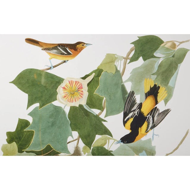 American Audubon Baltimore Oriole Plate #12 Havell Edition For Sale - Image 3 of 13