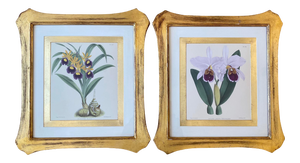 Late 20th Century English Traditional Orchid Prints, Framed - a Pair