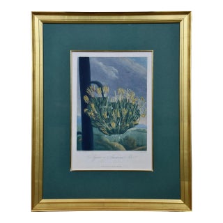 Agave or American Aloe: A Framed Hand-Colored Engraving From Robert Thornton, 1811 For Sale