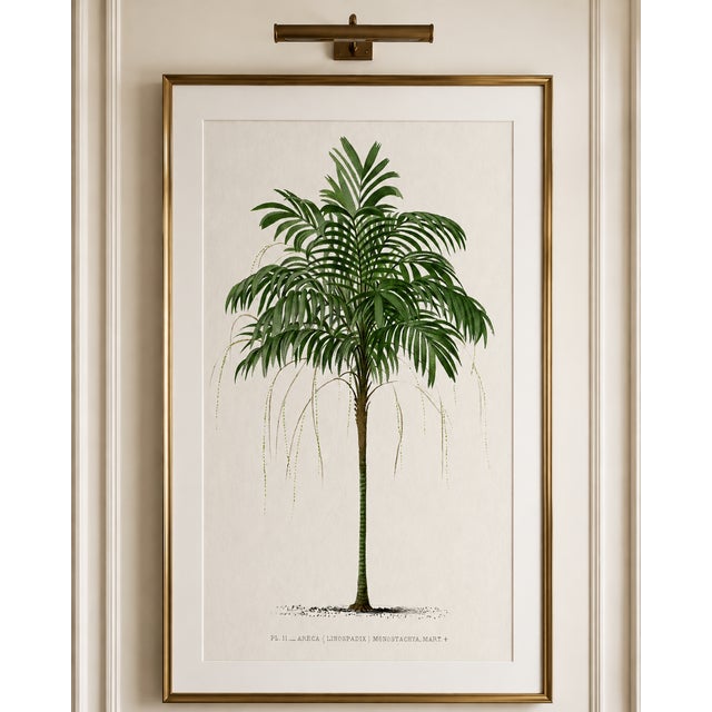 Vintage botanical artwork digitally enhanced (1878), and refined for modern printing. Featuring an elegant palm tree...