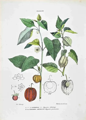 Vincenzo Tenore, The Solanaceae, Lithograph, 1870s