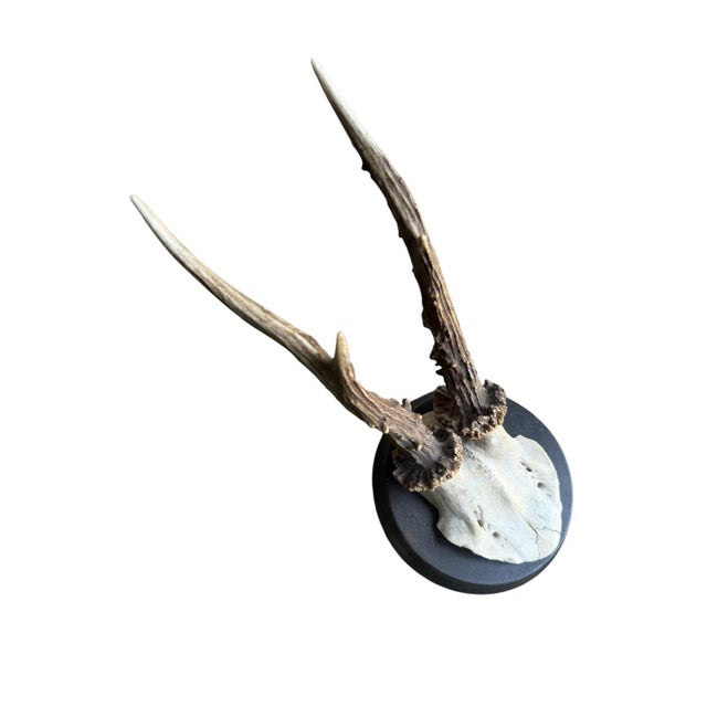 Roe deer trophy mounted on a round wood plaque.