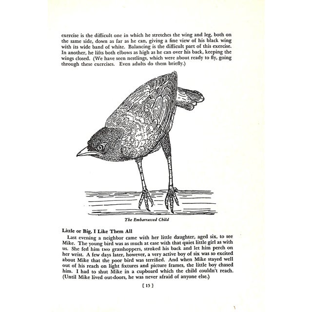 "Mike the Mynah" 1946 Williams, Louisa Clark and Francis X. [Stories and Pictures By] For Sale - Image 11 of 11