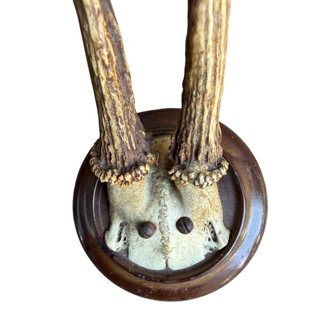 Roe Deer Trophy 190 Black Forest Antlers For Sale - Image 4 of 4