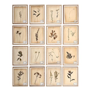 Antique French Herbarium Specimens From Late 19th Century – Set of 16 For Sale