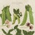 Illustration Contemporary Reproduction of Vintage Vegetables (6) Art Print, Framed For Sale - Image 3 of 6