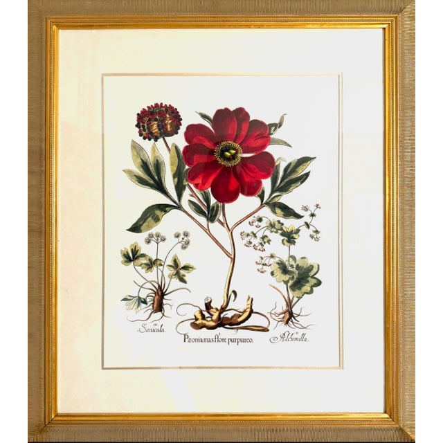 Large Botanical Original Lithographs Vibrant Color in Gold Gilt Frames Set of 2 Red Floral For Sale - Image 11 of 13