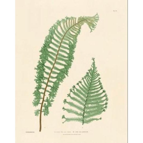 Paper Botanical Ferns by Henry Bradbury- Plates 10-18 - Set of 9 For Sale - Image 7 of 10