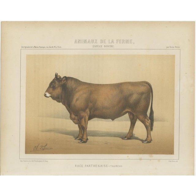 Borie, Parthenais Bull, French Cattle Breed, 1863, Chromolithograph For Sale - Image 3 of 9
