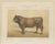 Borie, Parthenais Bull, French Cattle Breed, 1863, Chromolithograph For Sale - Image 3 of 9