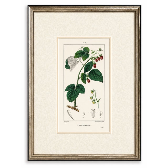 Set of Six. Antique French Botanical Engraving by Pierre Jean François Turpin (C. 1835), Professionally Framed For Sale In Milwaukee - Image 6 of 7