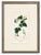 Set of Six. Antique French Botanical Engraving by Pierre Jean François Turpin (C. 1835), Professionally Framed For Sale In Milwaukee - Image 6 of 7