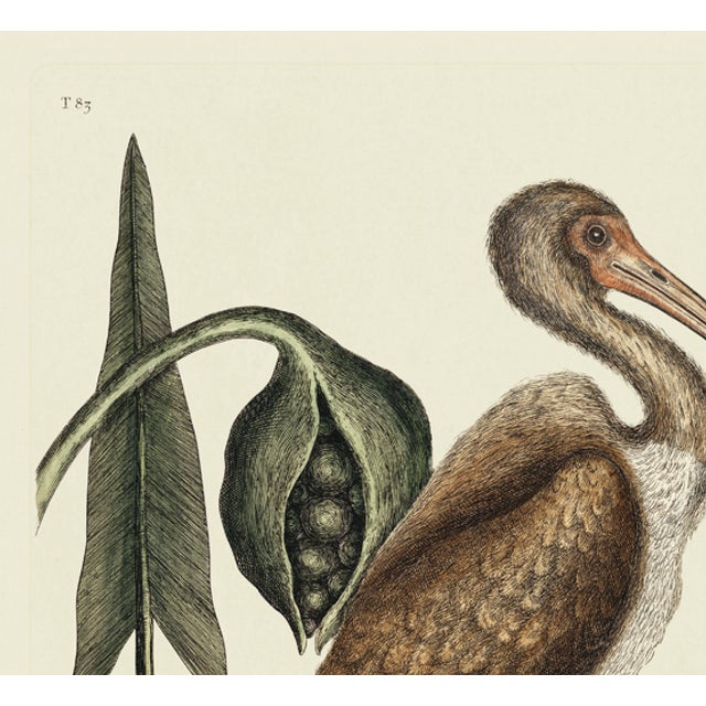This is a special-edition print of the Red Curlew (Plate 83) from Volume I of The Natural History of Carolina, Florida,...