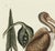 This is a special-edition print of the Red Curlew (Plate 83) from Volume I of The Natural History of Carolina, Florida,...