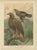 Ivory Birds of Prey, Eagles & Falcons, 1890s, Chromolithographs, Set of 10 For Sale - Image 8 of 13