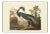 1990s Louisiana Heron by Audubon, Large American Classical or Chinoiserie Print For Sale